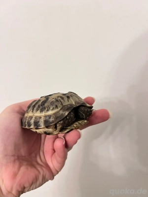 russische&griechische Landschildkröte Bild 2