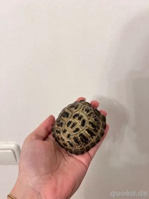 russische&griechische Landschildkröte Bild 1