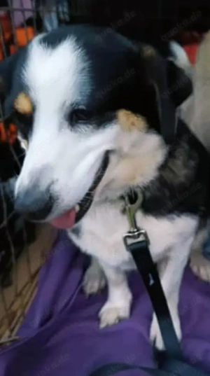 Lola - ihr fehlt ein Zuhause für immer Bild 5