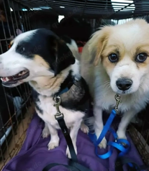 Lola - ihr fehlt ein Zuhause für immer Bild 6