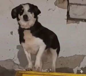 Lola - ihr fehlt ein Zuhause für immer Bild 2