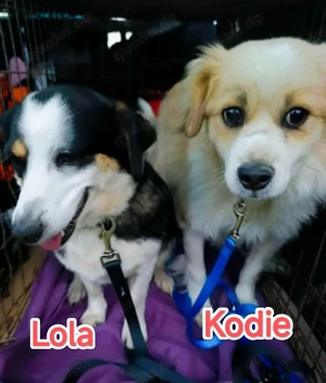 Lola - ihr fehlt ein Zuhause für immer Bild 4