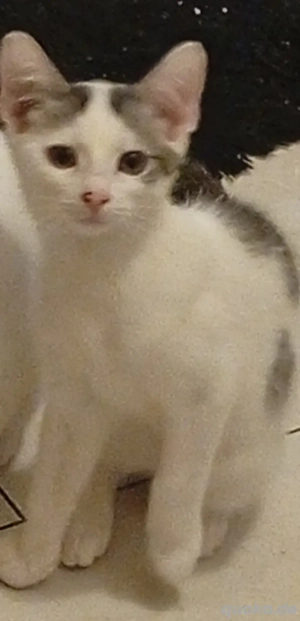 Kater (8mon) suchz neues zuhause 