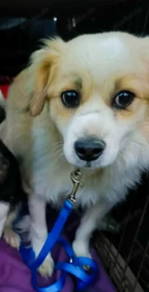 Kodie - schenkst du ihm ein Zuhause für immer?