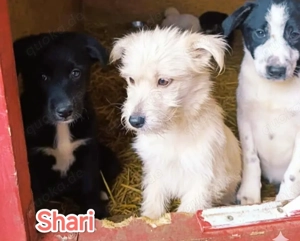 Shari braucht ein liebevolles Zuhause für immer Bild 2