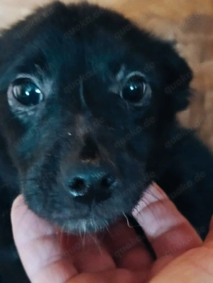 Sarina sucht ihre Menschen für immer Bild 3