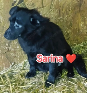 Sarina sucht ihre Menschen für immer Bild 2