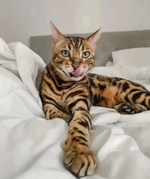 Bengalkätzchen zu verkaufen, goldrosettiert, so liebenswert.