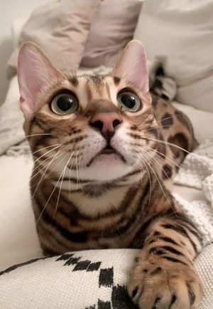 Bezaubernde Bengalkätzchen suchen ein liebevolles Zuhause.