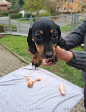 3 süße Dackel suchen neues heim 
