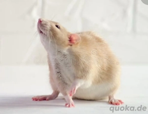 Ratte gesucht  hell braun  creme  Siam Bild 2