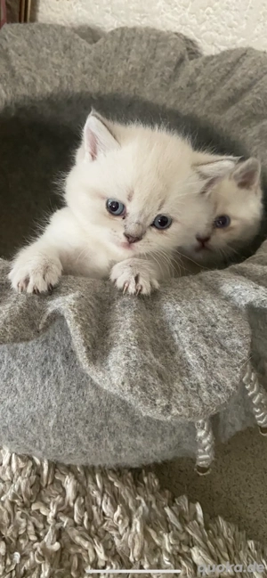 Zuckersüße reinrassige BKH Kitten ab Dezember Kater
