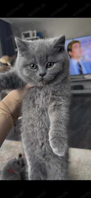 BKH Kitten (ohne Stammbaum) suchen ihr liebevolles Zuhause Bild 6