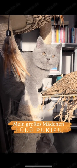 BKH Kitten (ohne Stammbaum) suchen ihr liebevolles Zuhause Bild 4