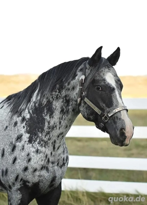 5-jähriger Appaloosa-Wallach