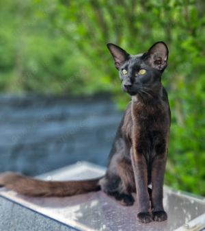 Wunderschöne OLH Dame sucht ein neues Zuhause 
