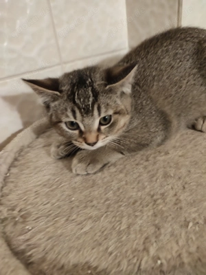 Kitten Kater Auszugsbereit 