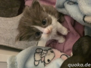 Maine Coon Mix Kitten