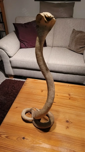 Schlange, Cobra, präpariert