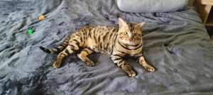  Bengalkater & Bengalkatze suchen neues liebevolles Zuhause Bild 6