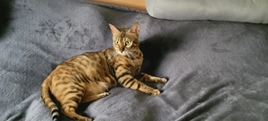  Bengalkater & Bengalkatze suchen neues liebevolles Zuhause Bild 5