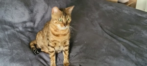  Bengalkater & Bengalkatze suchen neues liebevolles Zuhause Bild 4