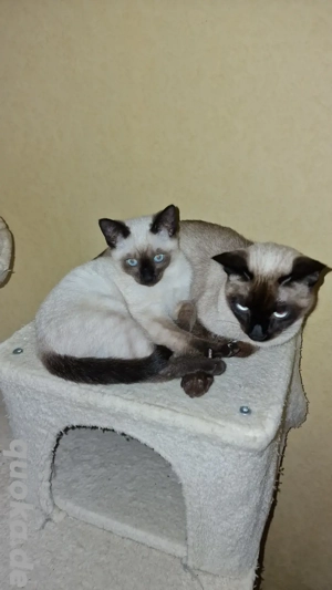 Siam Kitten Kätzchen Reinrassig 