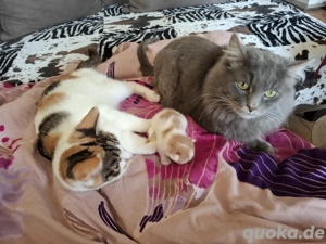 Süße Main Coon Mädchen + Mama