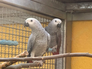 Verkaufe 1,1 Kongo-Graupapageien blutsfremd von 2025