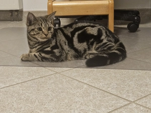 BkH  Mai Katerchen sucht sein Zuhause 