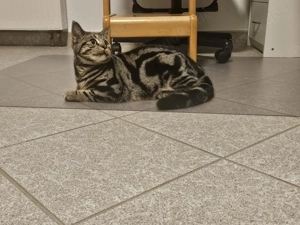 BkH reinrassig Mai Katerchen sucht sein Zuhause  Bild 2