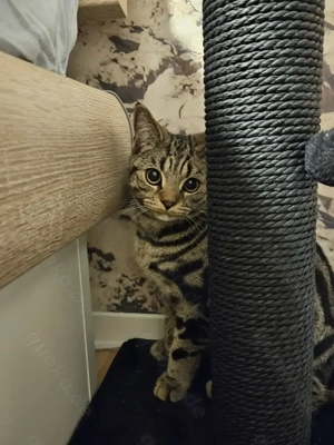 BkH reinrassig Mai Katerchen sucht sein Zuhause  Bild 5