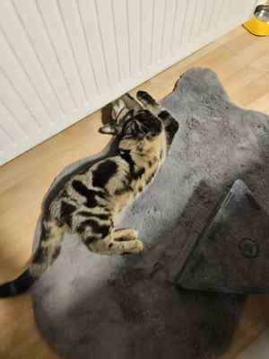 BkH reinrassig Mai Katerchen sucht sein Zuhause  Bild 3