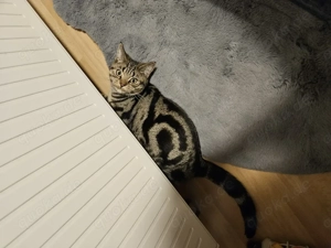 BkH reinrassig Mai Katerchen sucht sein Zuhause  Bild 4