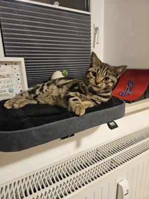 BkH reinrassig Mai Katerchen sucht sein Zuhause  Bild 6