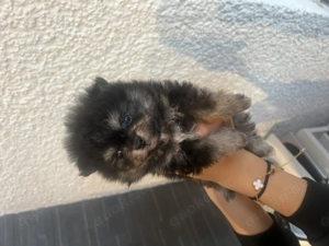 wunderschöne Pomeranian Welpen suchen liebevolles zu Hause 