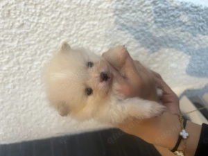 wunderschöne Pomeranian Welpen suchen liebevolles zu Hause 