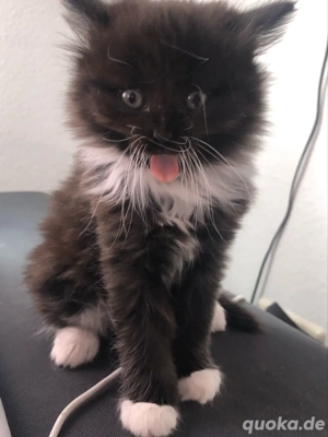 kleiner süßer kater sucht ein liebevolles zuhause