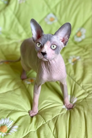 Canadian Sphynx Kater 
