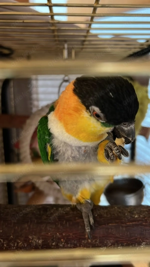 Grün-Zügelpapagei abzugeben