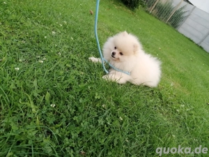 Pomeranian Zwergspitz 