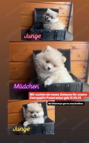 Pomeranian Zwergspitz Welpen