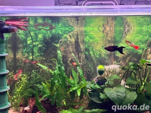 Plattys und Mollys Nachwuchs