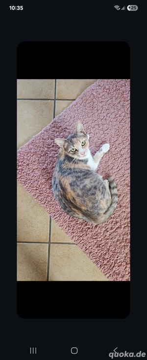 Europäisch  Britisch-Kurzhaar mix - 3 color ..GLÜCKSKATZE