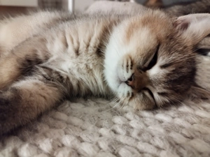 BKH Kitten !!!abgabebereit 2xgeimpft!!!
