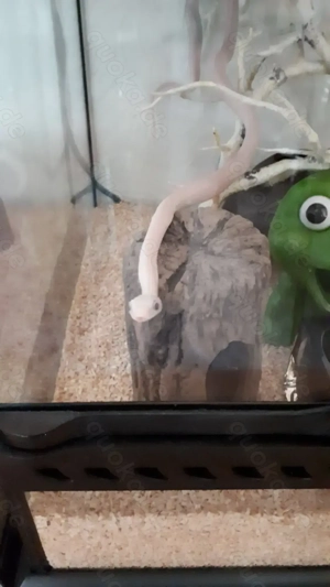 2.0 leuzistische Texas Kükennatter Nachzuchten 2024