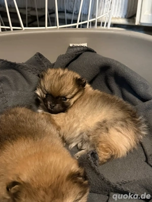 Pomeranian Zwergspitzwelpen 