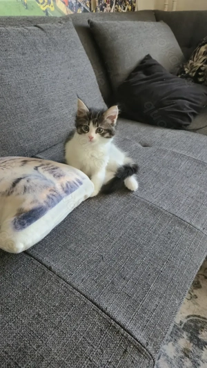 Maine Coon Baby weiblich