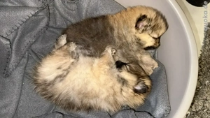 Pomeranian Zwergspitzwelpen 