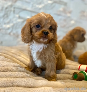 Cavapoo Welpen, Pudel, Cavalier King Charles Spaniel